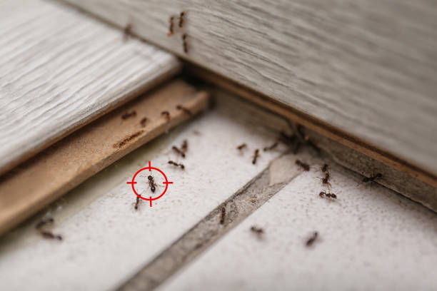  Oxford, NC Pest Control Pros