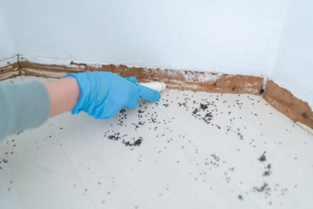 Best Wasp Removal Services  in Oxford, NC
